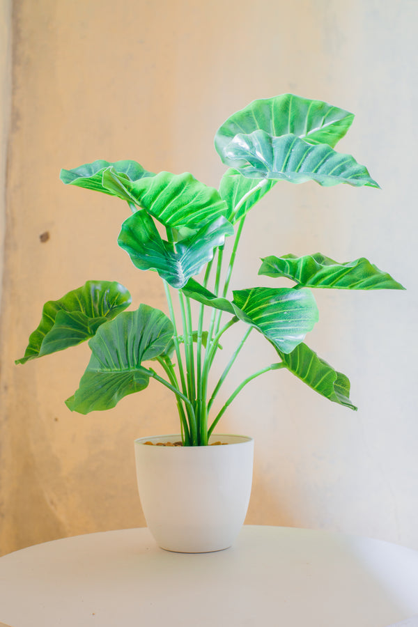 is alocasia good for indoor plant Alocasia Odora – ShopTropicals