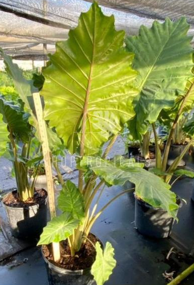 Alocasia Portadora – ShopTropicals Alocasia Portadora – ShopTropicals