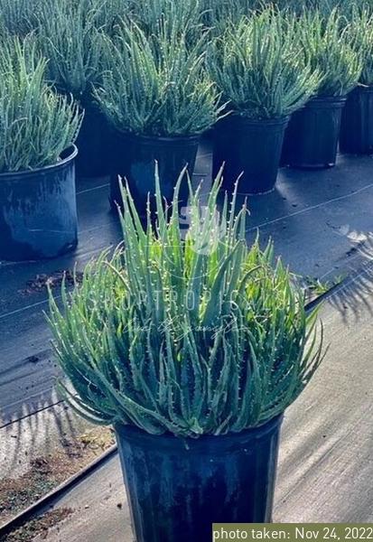 Aloe Hedgehog – ShopTropicals