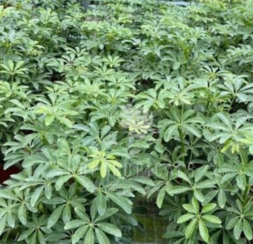 schefflera green arboricola Schefflera Arboricola Green – ShopTropicals