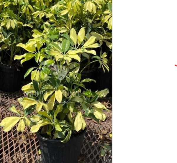 schefflera arboricola trinette bush Schefflera Arboricola Trinette – ShopTropicals