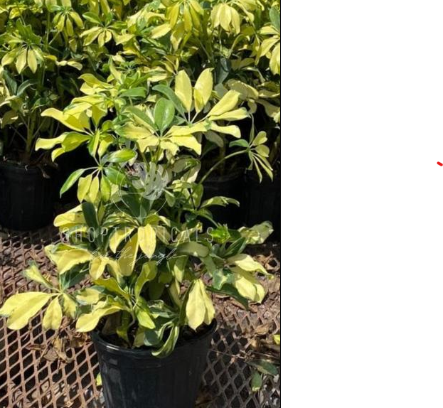 schefflera arboricola 'trinette' Schefflera Arboricola Trinette – ShopTropicals