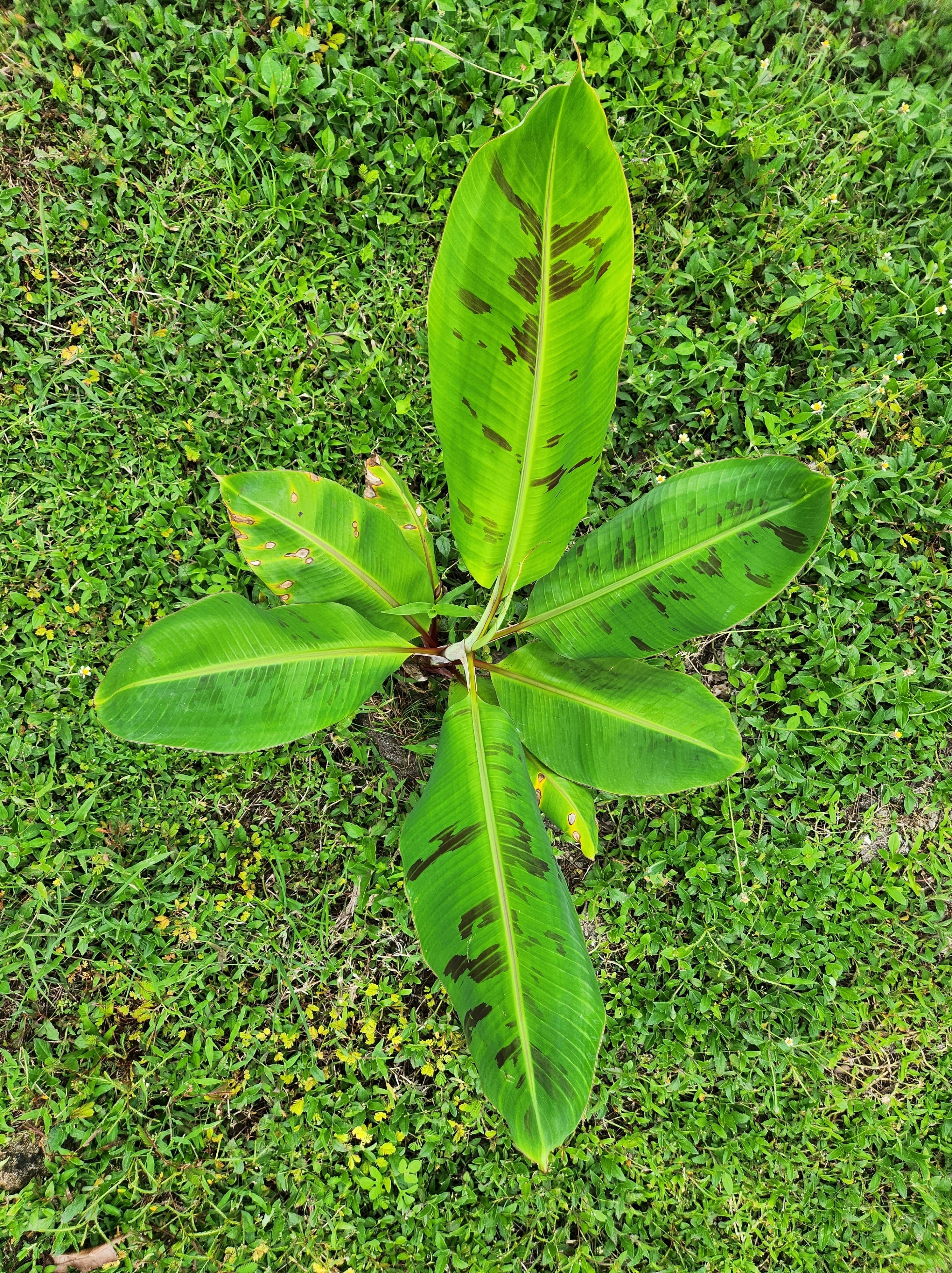Banana Chiquita – ShopTropicals