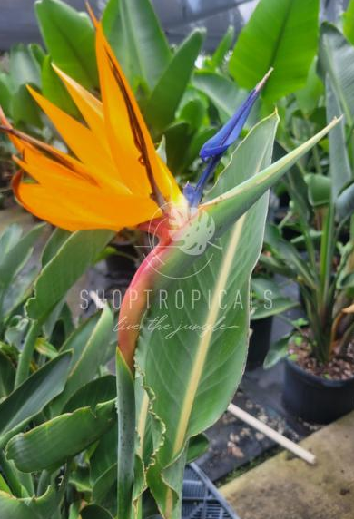 dragon fruit plant for sale Dragon Fruit Live Plant – BaffinCo Organic main image 1