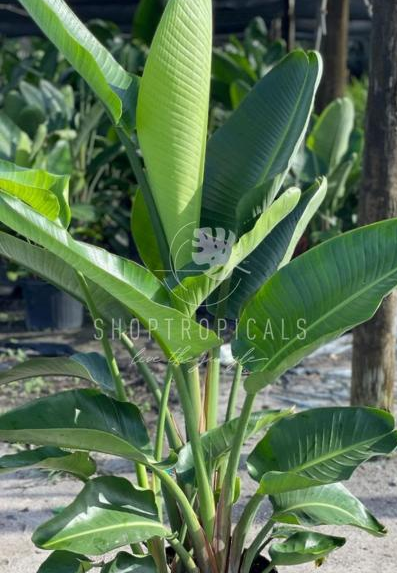 Bird Of Paradise White / No bloom – ShopTropicals