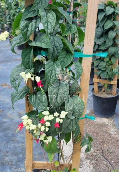 bleeding heart hanging plant Bleeding Heart White-Red In A Trellis – ShopTropicals