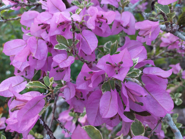 lavender flower in bengali Bougainvillea Lavender Silhouette Premium – ShopTropicals