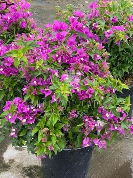 buy bougainvillea plant Bougainvillea Purple River Bush Form Regular – ShopTropicals