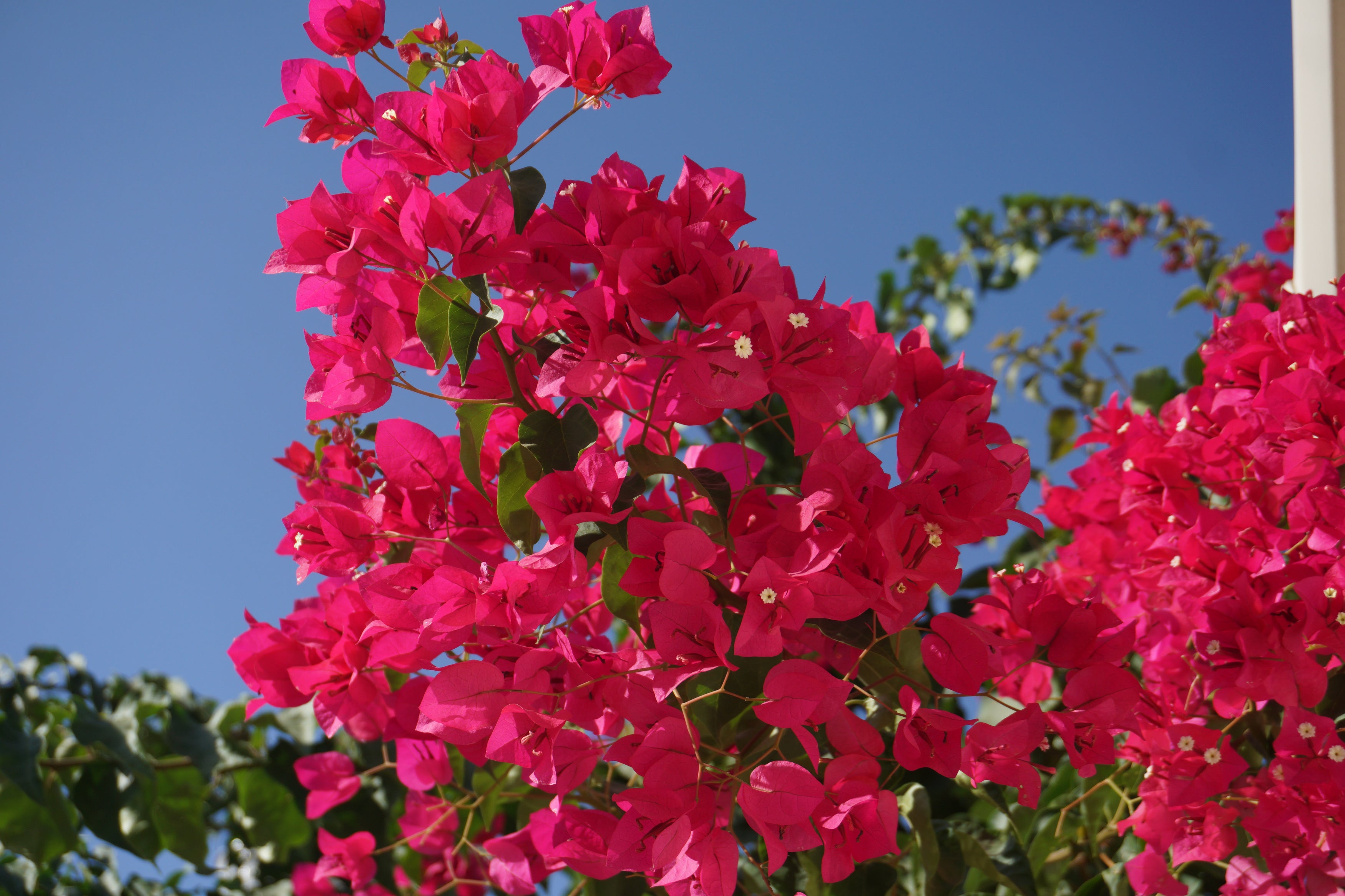 Bougainvillea Red Barbara Karst Bush Form Regular  ShopTropicals