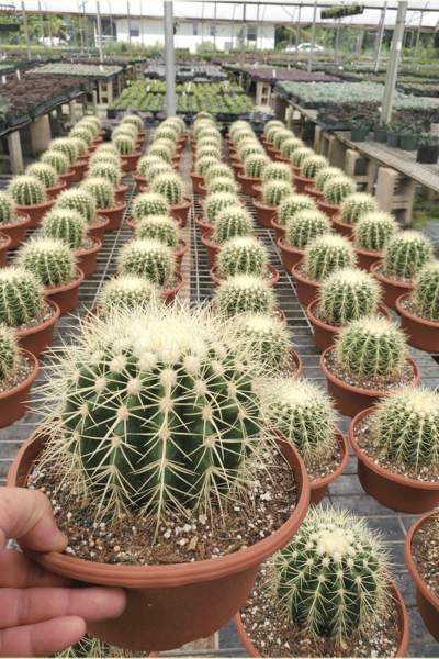 Cactus Golden Barrel – ShopTropicals