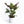 Load image into Gallery viewer, Calathea Assorted
