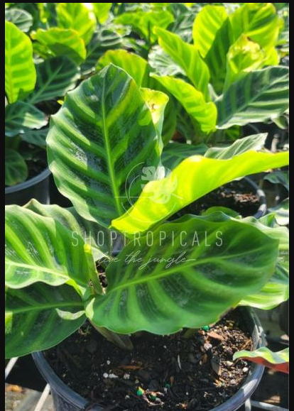 Calathea Zebrina – ShopTropicals