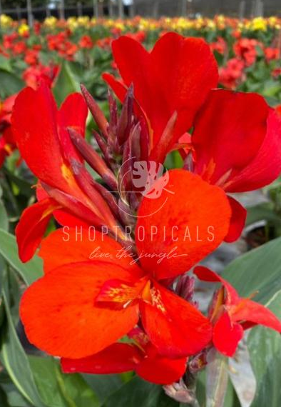 10" / 3 Gl Canna Lily Red