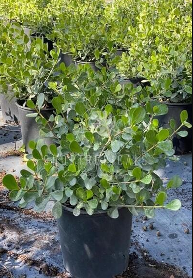 a clusia plant Clusia Nana Dwarf – ShopTropicals