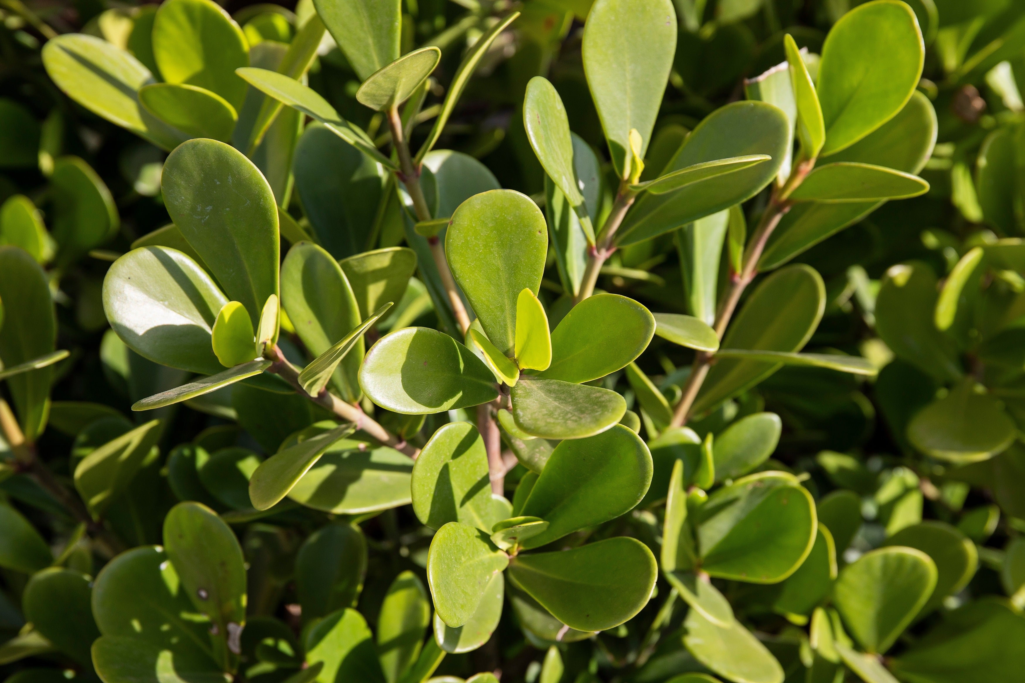 clusia indoor plant Clusia Small Leaf – ShopTropicals