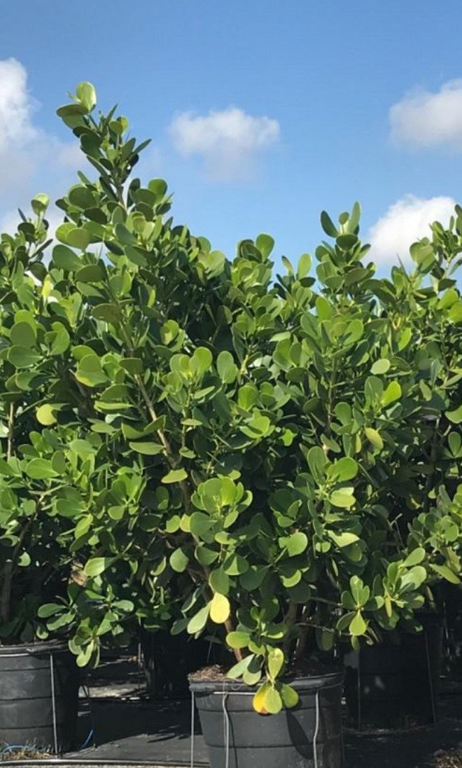 Clusia Small Leaf – ShopTropicals