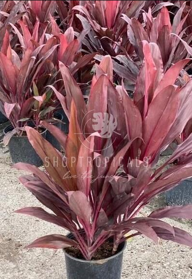 dracaena auntie lou Cordyline Auntie Lou – ShopTropicals