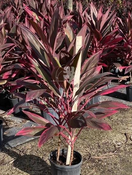cordyline plant pot Cordyline Red Sister – ShopTropicals