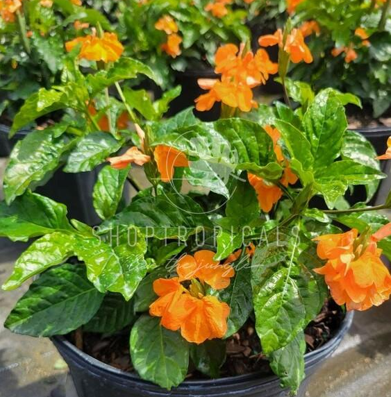 Crossandra Orange Marmalade – ShopTropicals