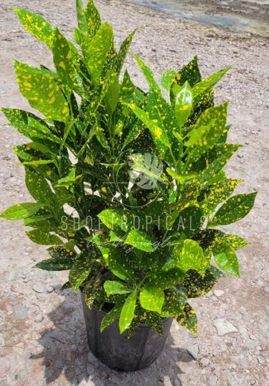 Croton Gold Dust – ShopTropicals
