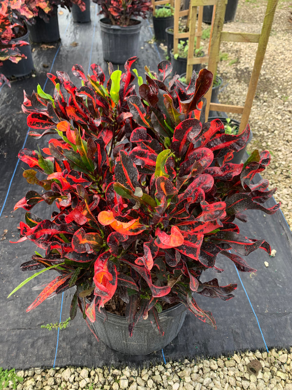 10" Croton Mammey 3ppp