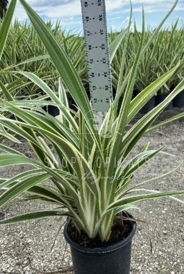 Dianella Blueberry/Flax Lily – ShopTropicals