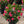 Load image into Gallery viewer, Dipladenia Pink Bush
