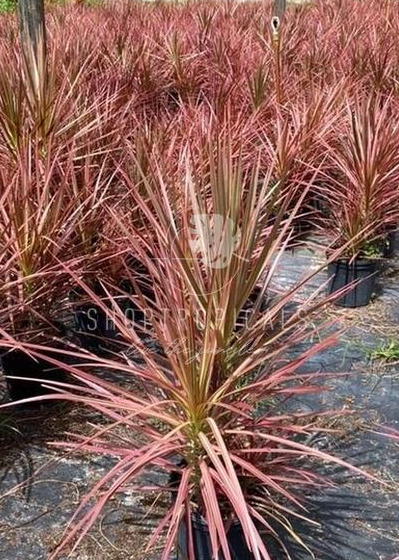 dracaena colorama light Dracaena Colorama – ShopTropicals