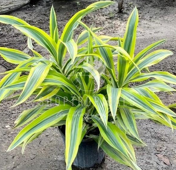 lime green dracaena Dracaena Lemon Lime – ShopTropicals