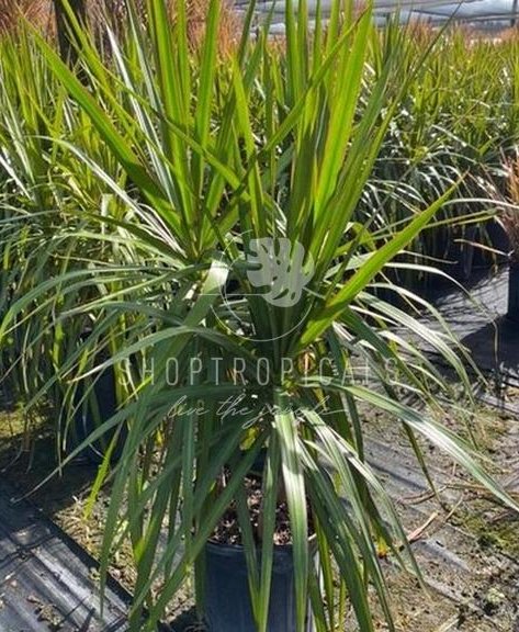 www.greenisall.com dracaena Dracaena Marginata Green – ShopTropicals