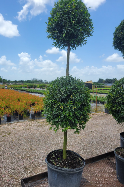 plant pots for topiary trees Eugenia Topiary 2 Ball – ShopTropicals
