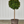 Load image into Gallery viewer, Eugenia Topiary 1 Ball on trunk
