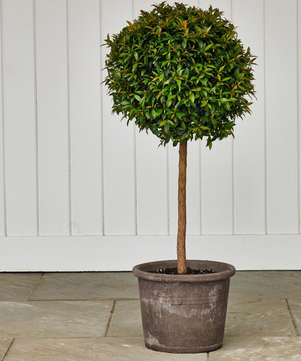 14" / 7 Gl Eugenia Topiary 1 Ball on trunk
