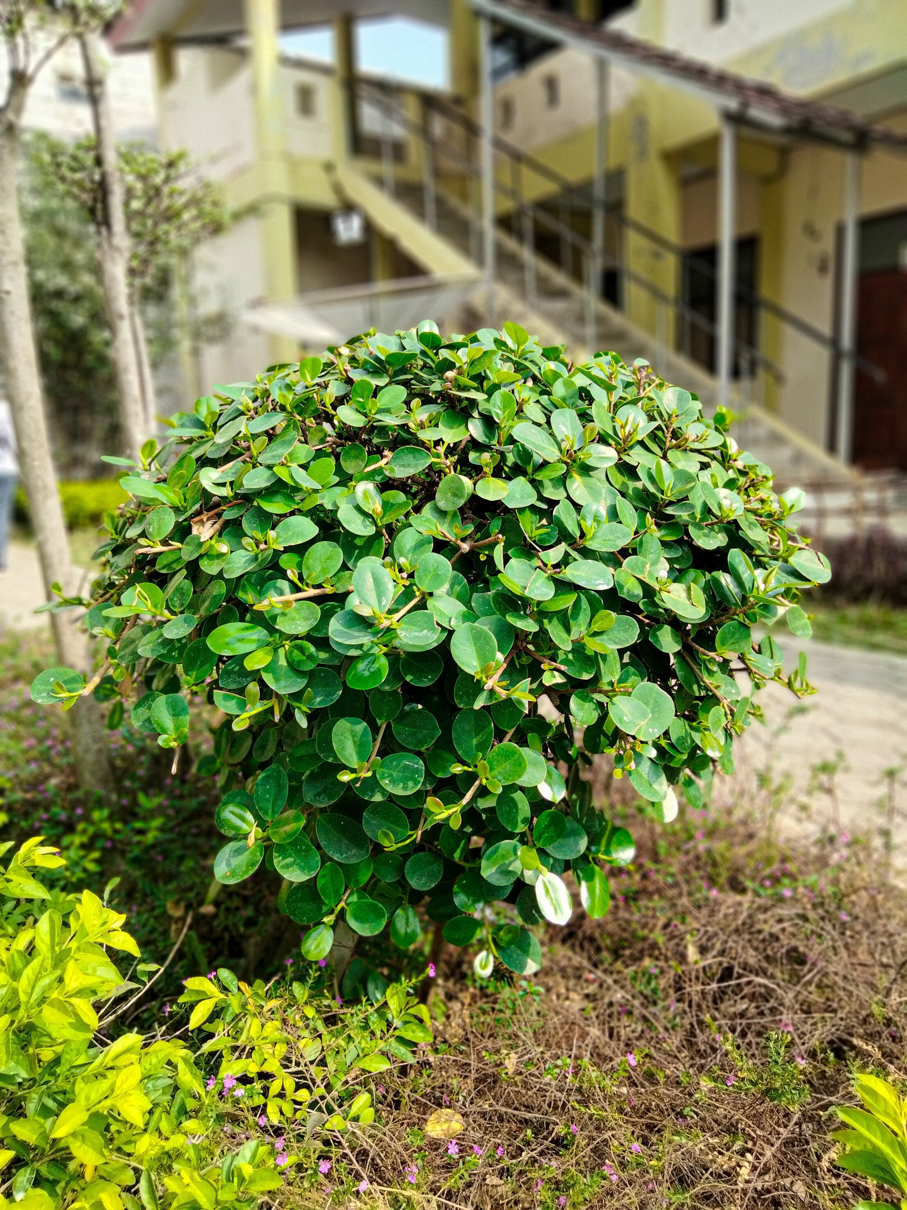 Ficus Green Island – ShopTropicals
