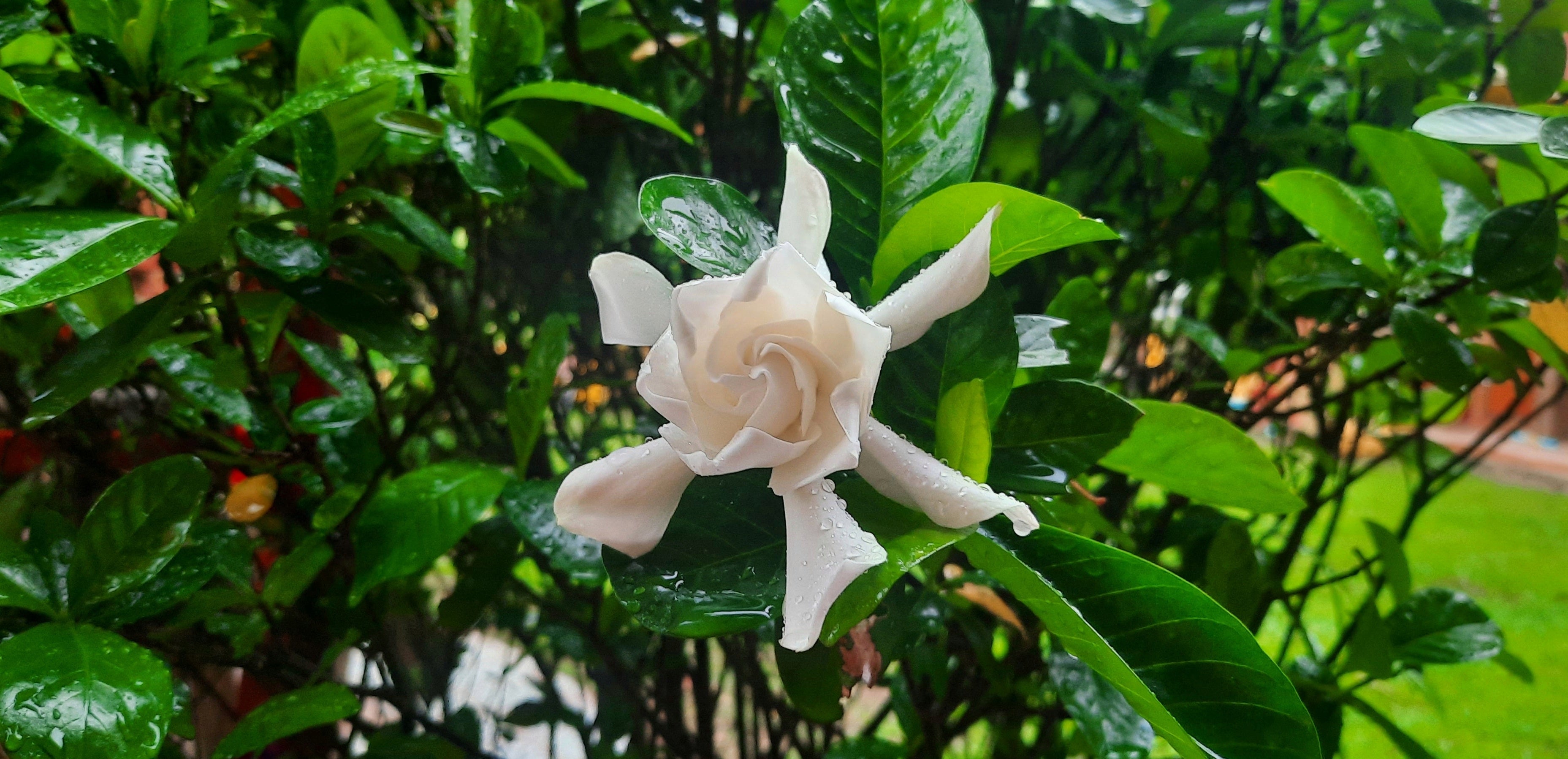 14" / 7 Gl Gardenia Miami Supreme Grafted – ShopTropicals