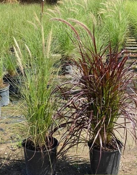 10" / 3 Gl Grass Fountain Red