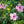 Load image into Gallery viewer, Hibiscus Anderson Crape Tree Reg
