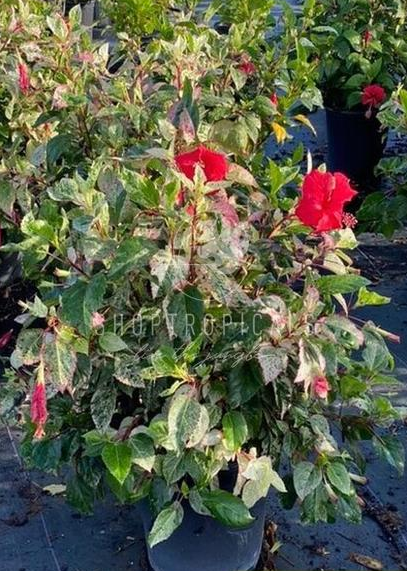Hibiscus Cooperi Bush Premium – ShopTropicals