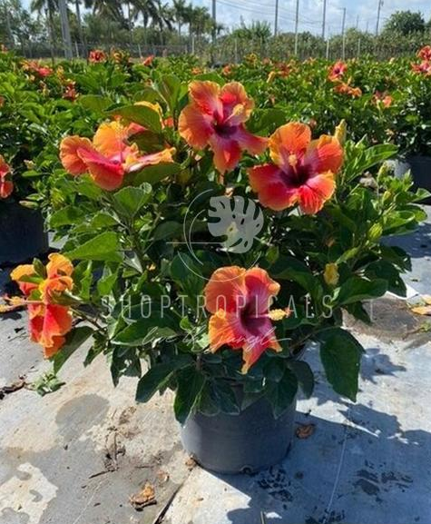 hibiscus plant in pot Hibiscus Fiesta Bush Premium – ShopTropicals