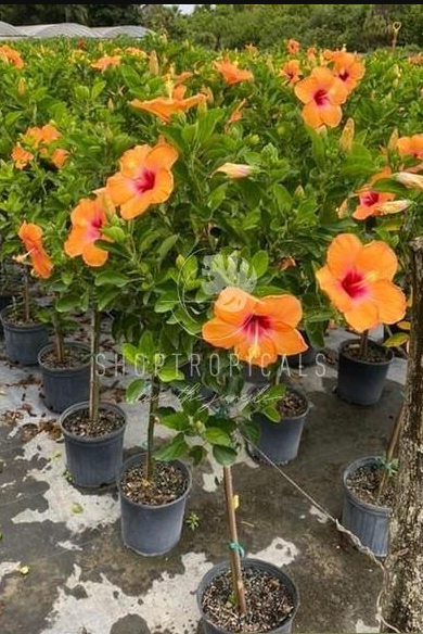 10" / 3 Gl Hibiscus Orange Tree Reg