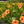 Load image into Gallery viewer, Hibiscus Orange Pride Tree Reg
