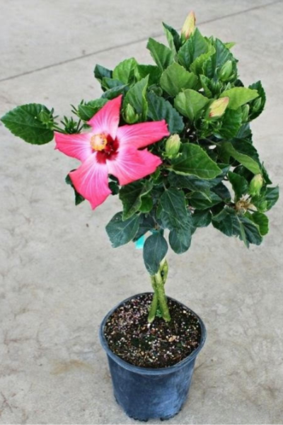 10" / 3 Gl Hibiscus Painted Lady Tree Reg