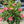 Load image into Gallery viewer, Hibiscus Painted Lady Bush Reg
