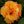 Load image into Gallery viewer, Hibiscus Double Peach Tree Reg
