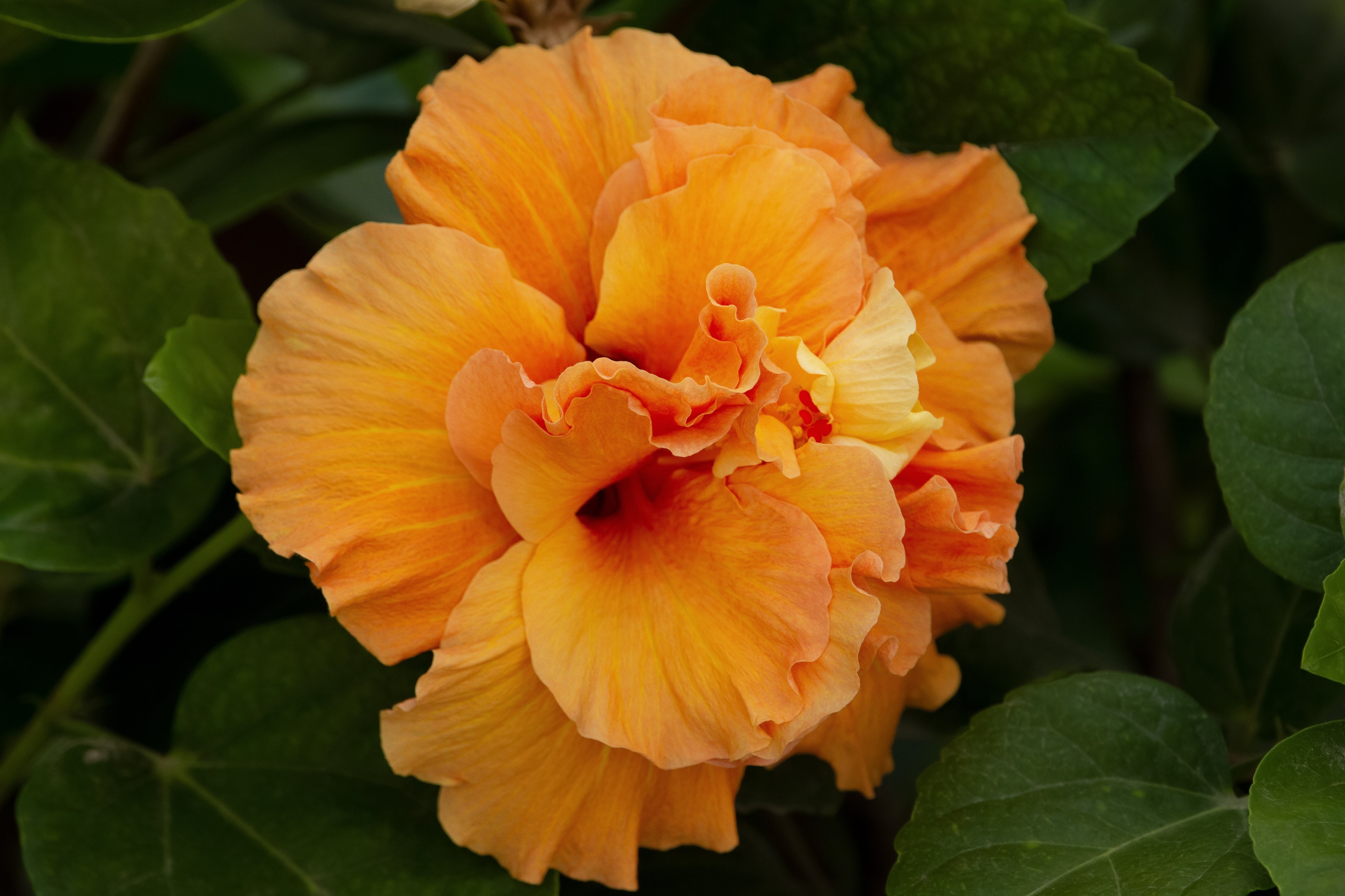 プルメリア Del Ray Peach Hibiscus Double Peach Tree Reg – ShopTropicals