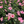Load image into Gallery viewer, Hibiscus Seminole Pink Bush Reg

