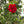 Load image into Gallery viewer, Hibiscus Carnation Tree
