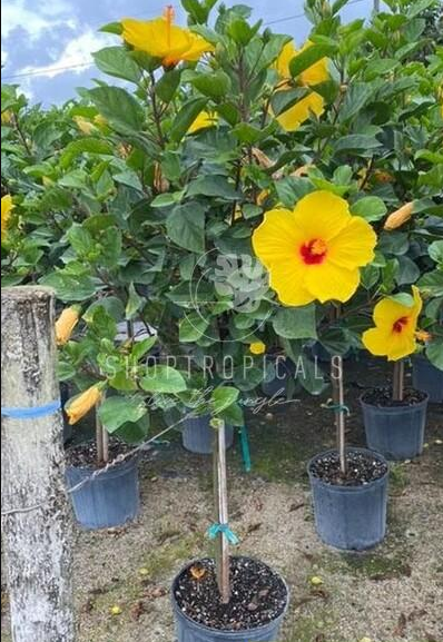 10" / 3 Gl Hibiscus Sunny Yellow Tree Premium – ShopTropicals