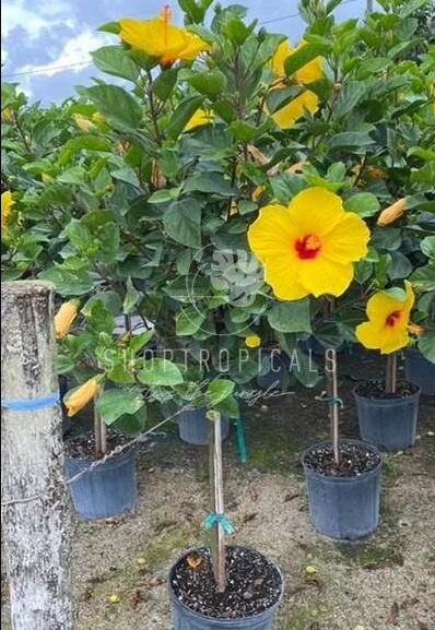 10" / 3 Gl Hibiscus Sunny Yellow Tree Premium