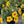 Load image into Gallery viewer, Hibiscus Sunny Yellow Bush Premium
